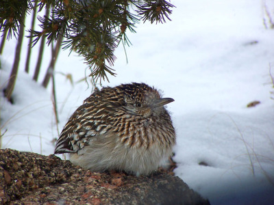 Uploads - 2020 - Wildlife Openingpix - Wildlife Openingpix - Wildlife_Openingpix-Smallest.jpg Uploads/2020/Wildlife Openingpix/Wildlife_Openingpix-Smallest.jpg