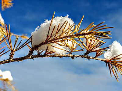 F2346 Clay Snow On Bough Feb 2020