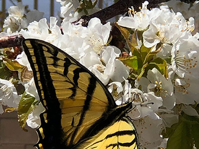 Helen W Butterfly Img 2249