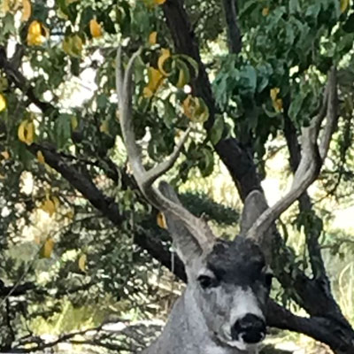 Deer Visit
