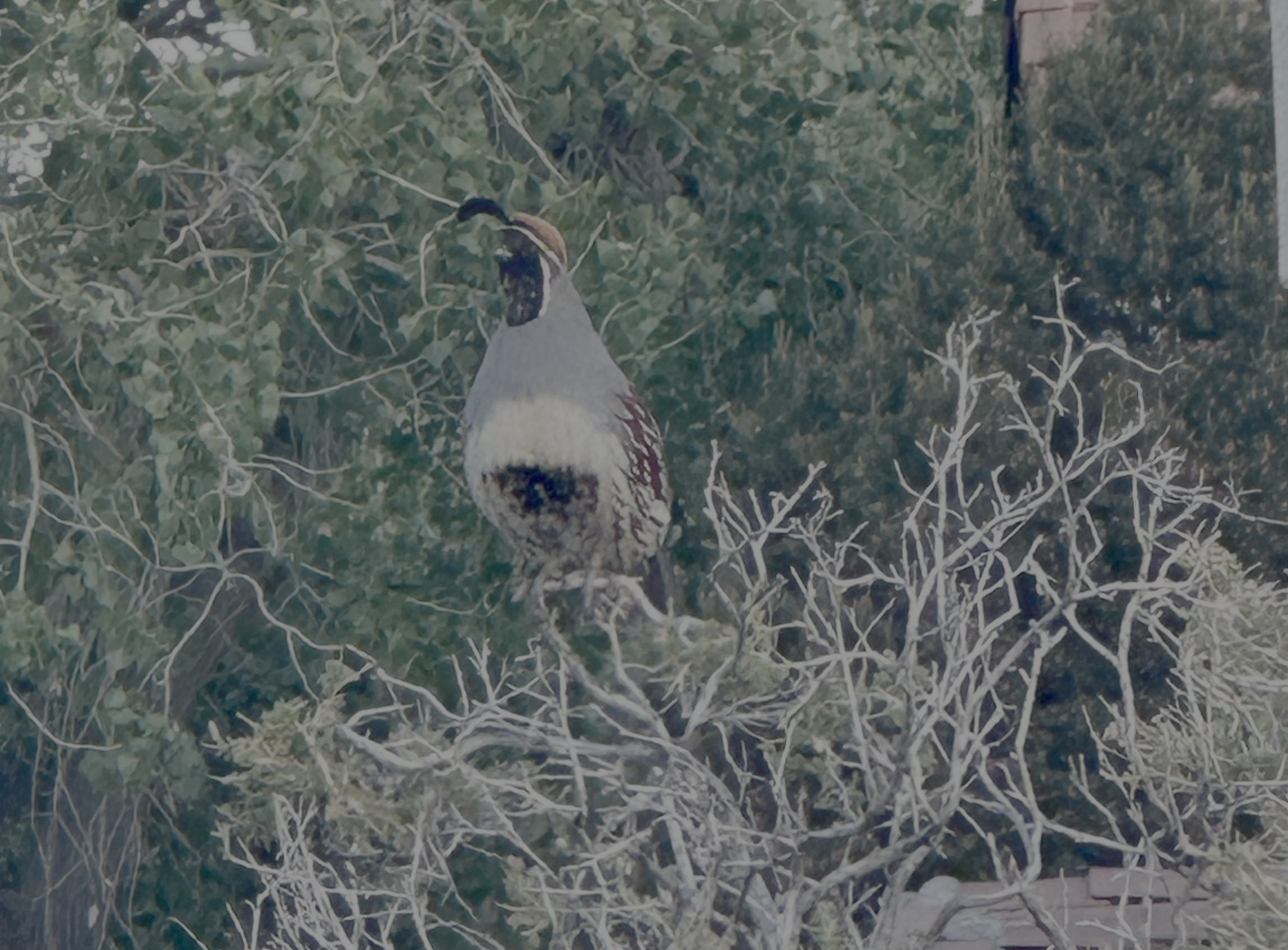 Gambel Quail