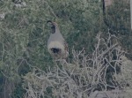 Gambel Quail