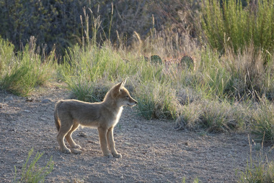John Ledwith, Coyote Pup